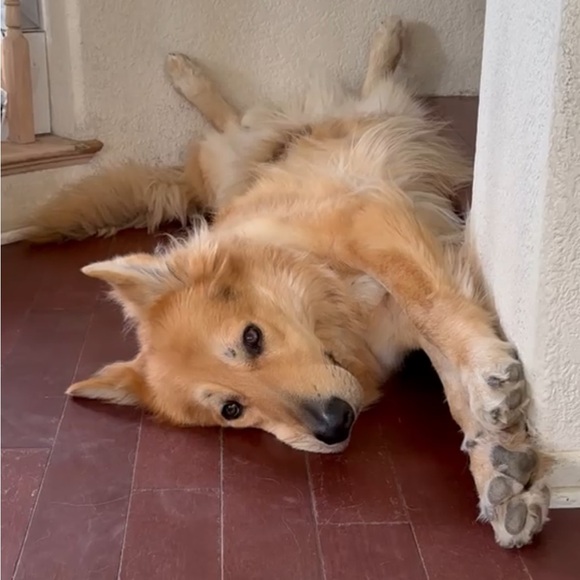 Jocelyn is live 🐼🌿🩷 - Picture 6 of 7